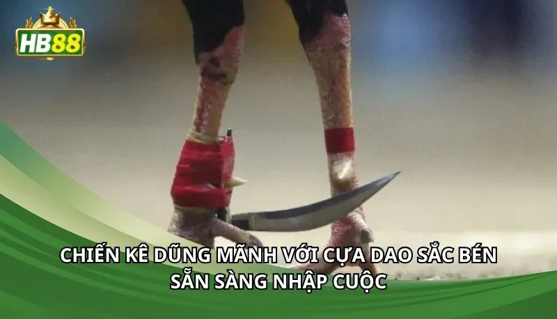 Chiến kê dũng mãnh với cựa dao sắc bén sẵn sàng nhập cuộc