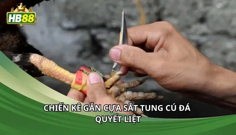 Chiến kê gắn cựa sắt tung cú đá quyết liệt