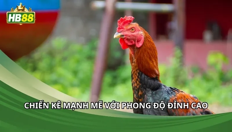 Chiến kê mạnh mẽ với phong độ đỉnh cao