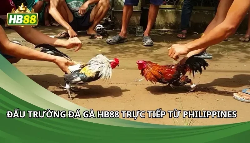Đấu trường đá gà Hb88 trực tiếp từ Philippines