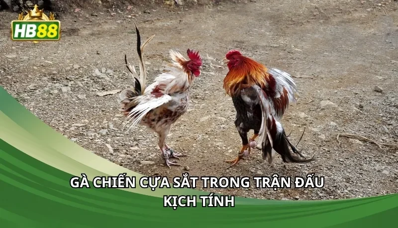 Gà chiến cựa sắt trong trận đấu kịch tính