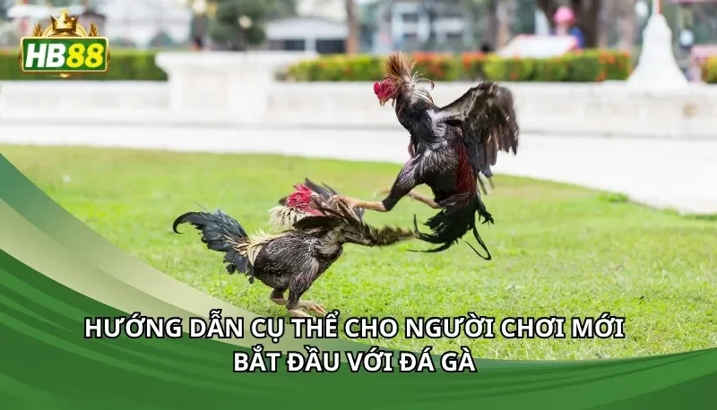 Hướng dẫn cụ thể cho người chơi mới bắt đầu với đá gà