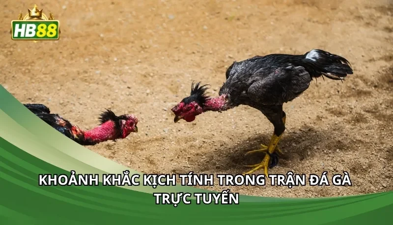 Khoảnh khắc kịch tính trong trận đá gà trực tuyến