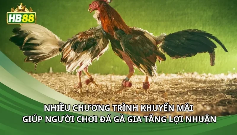 Nhiều chương trình khuyến mãi giúp người chơi đá gà gia tăng lợi nhuận