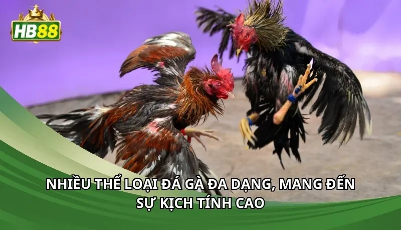 Nhiều thể loại đá gà đa dạng, mang đến sự kịch tính cao