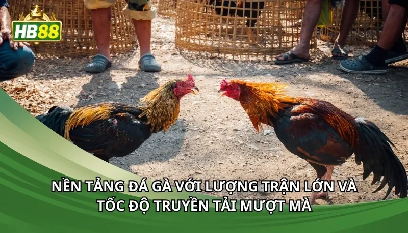 Nền tảng đá gà với lượng trận lớn và tốc độ truyền tải mượt mà
