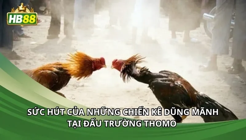 Sức hút của những chiến kê dũng mãnh tại đấu trường Thomo 