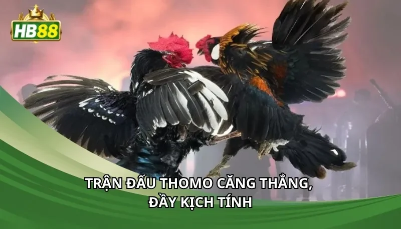 Trận đấu Thomo căng thẳng, đầy kịch tính