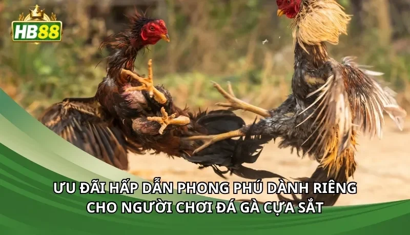 Ưu đãi hấp dẫn phong phú dành riêng cho người chơi đá gà cựa sắt